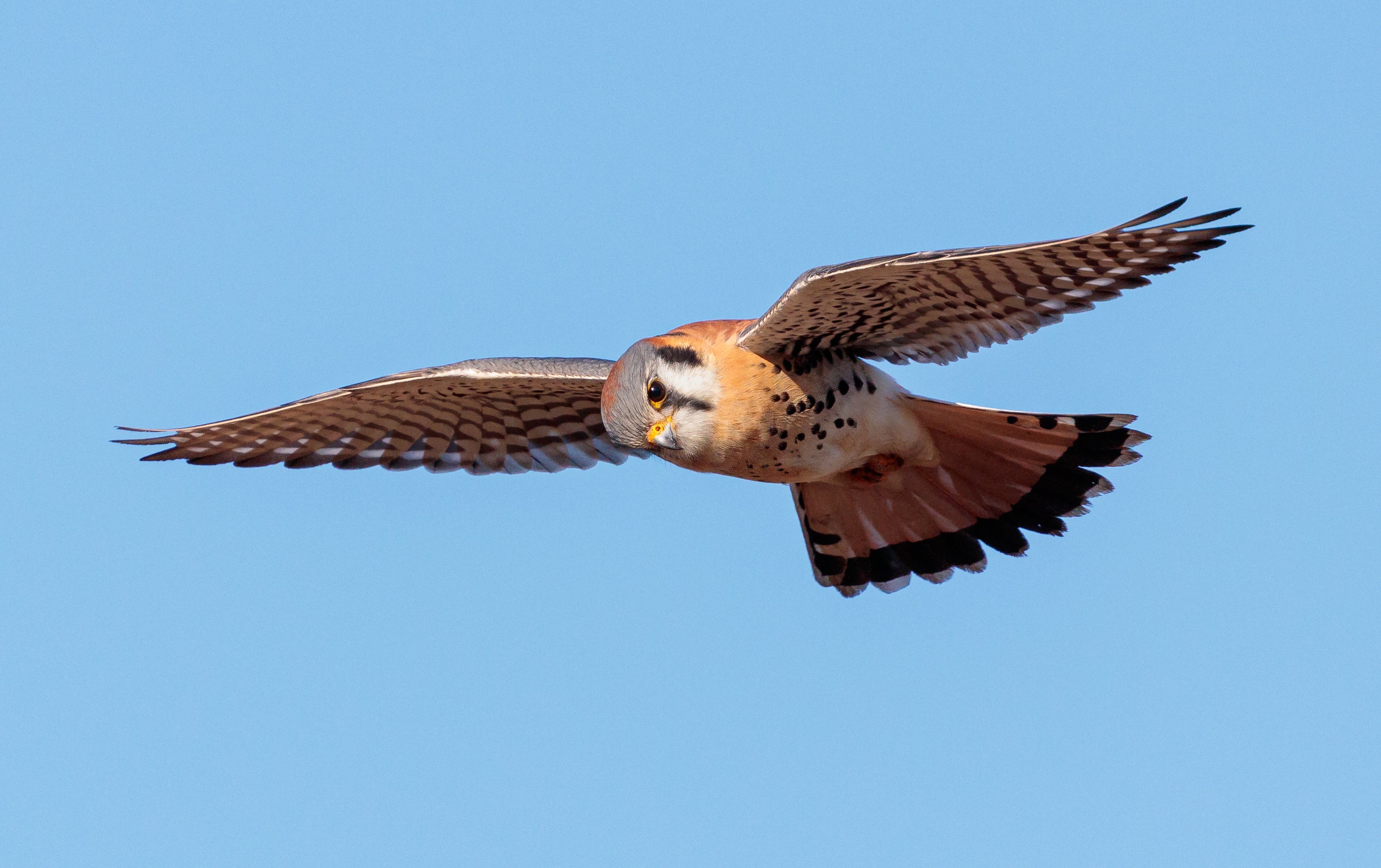 An American Kestrel in flight against clear blue sky, looking down.